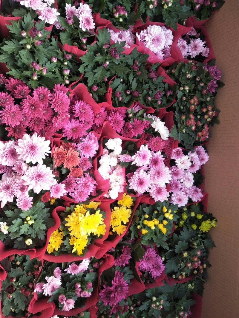 荷兰菊