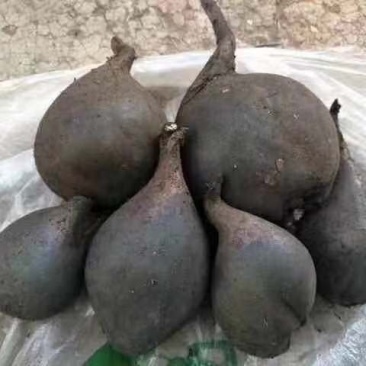 乌灵参全国大量批发零售