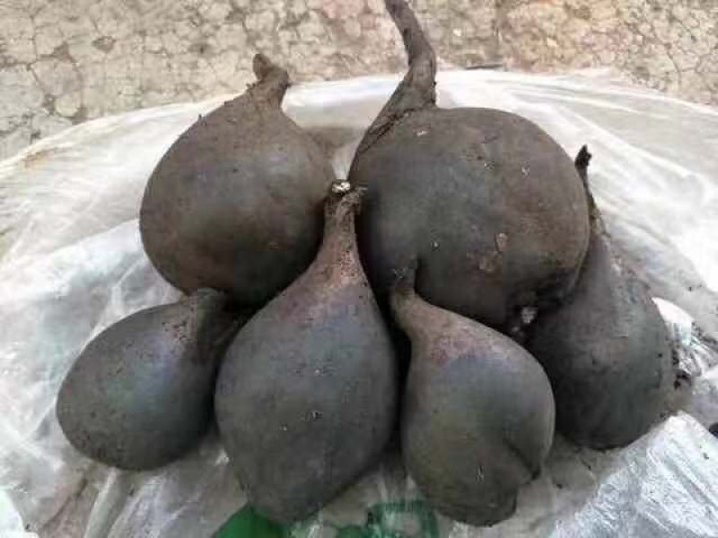 乌灵参全国大量批发零售