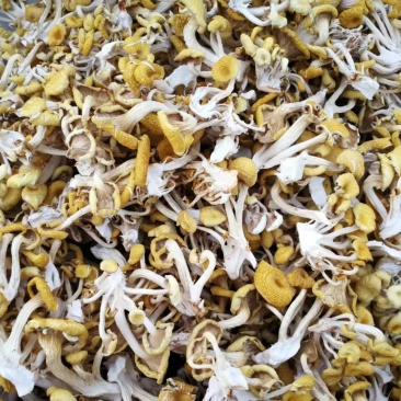 鸡油皇菌干品/1公斤包邮价