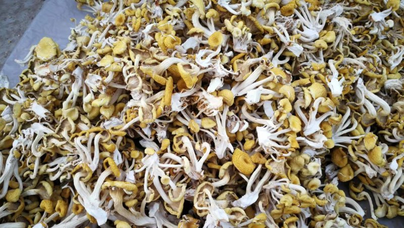 鸡油皇菌干品/1公斤包邮价