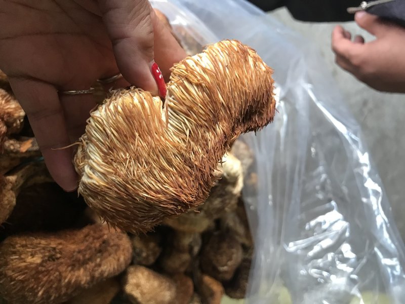 野生猴🐵头菌干品～5公斤包邮
