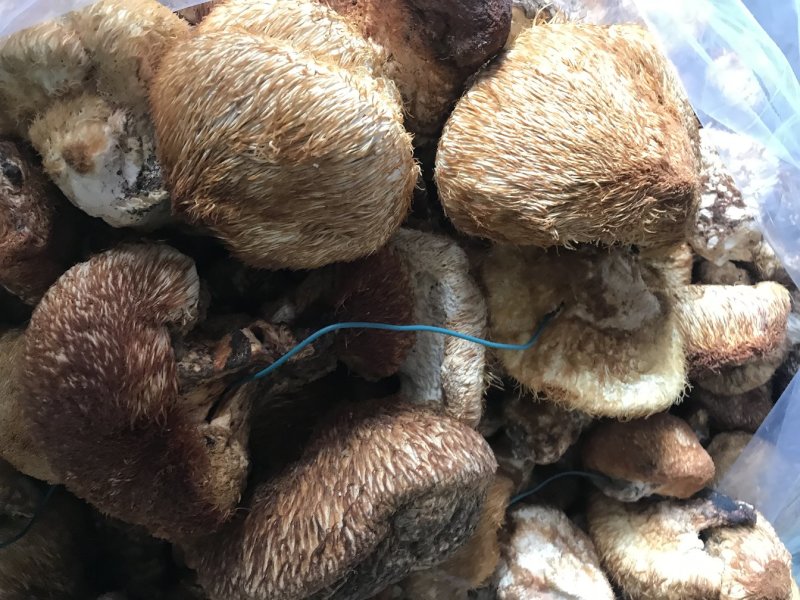 野生猴🐵头菌干品～5公斤包邮