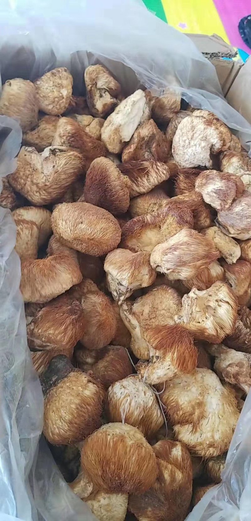 野生猴🐵头菌干品～5公斤包邮