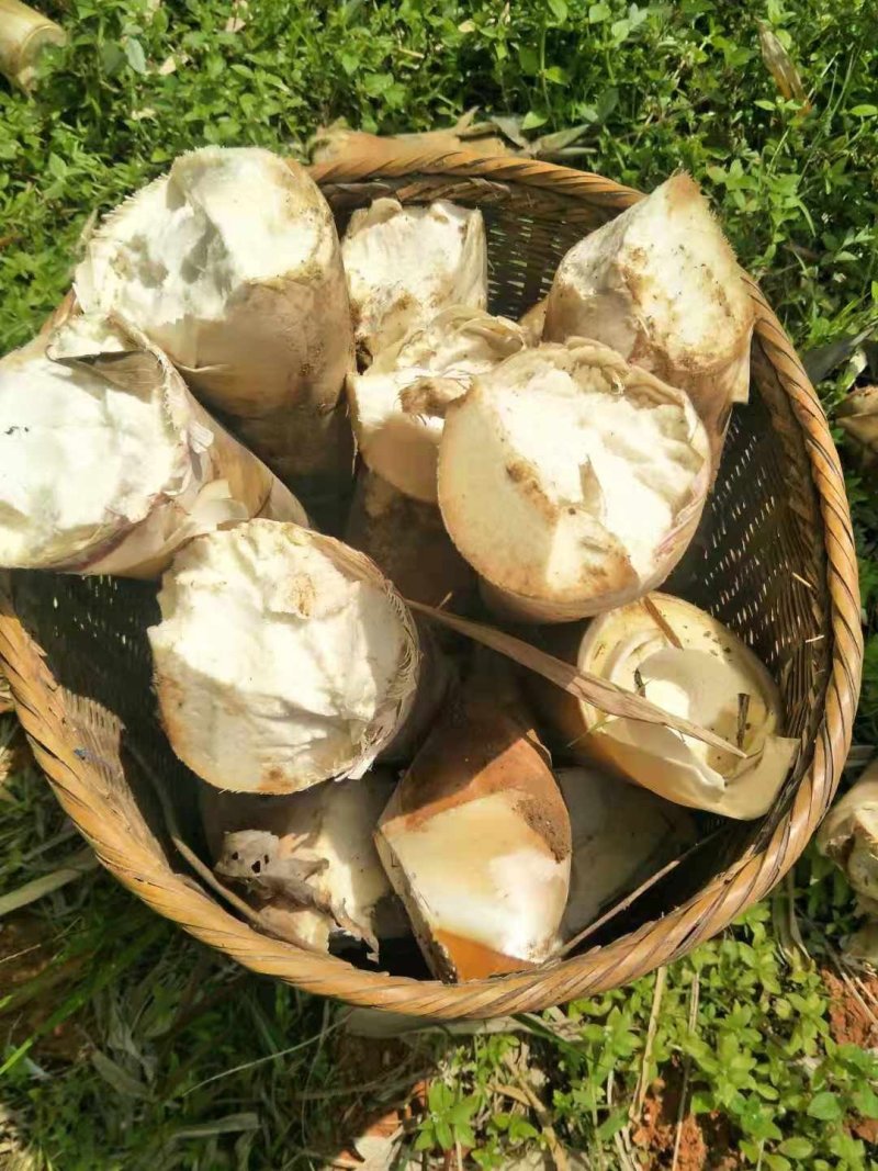 云南甜笋鲜品干品批发零售
