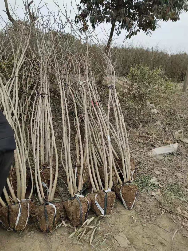 紫荆丛生紫荆紫荆苗紫荆树苗紫荆独杆苗紫荆丛生苗庭院绿化