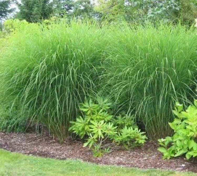 芒草种子再力花种子千屈菜花叶芦竹香蒲芦苇水葱梭鱼草鸢