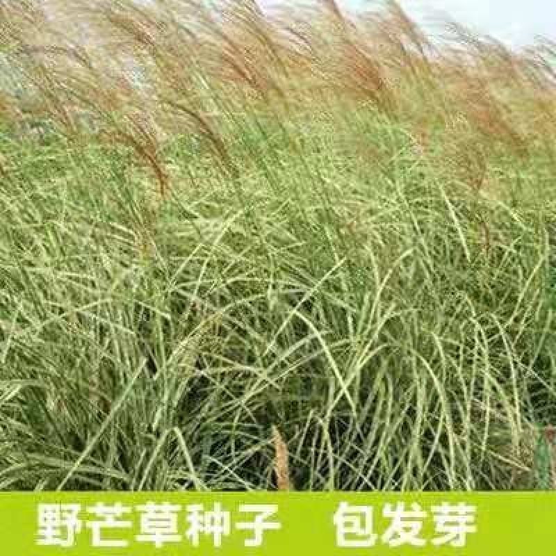 芒草种子再力花种子千屈菜花叶芦竹香蒲芦苇水葱梭鱼草鸢