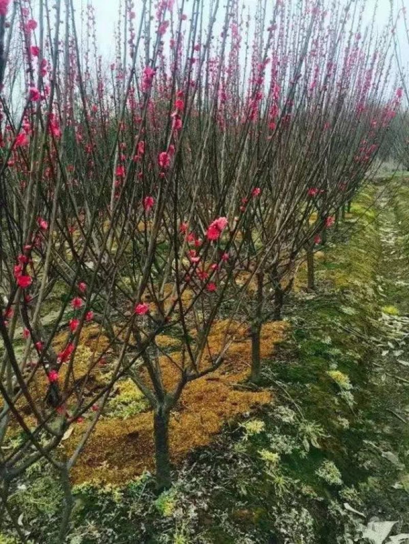 美人梅道路，庭院，公园绿化工程苗木基地直销