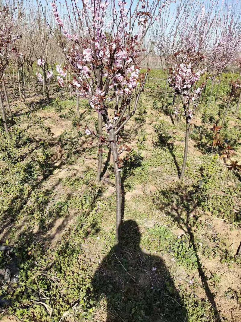 美人梅道路，庭院，公园绿化工程苗木基地直销