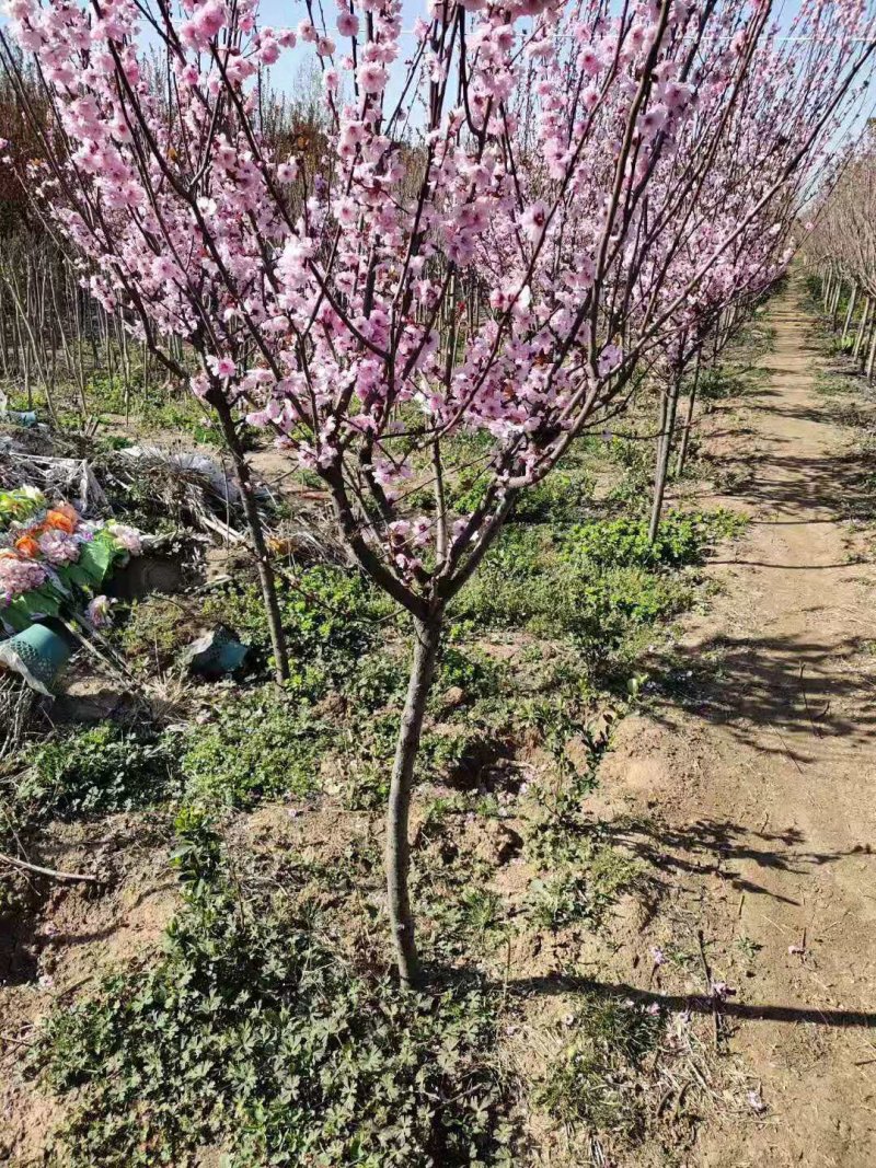 美人梅道路，庭院，公园绿化工程苗木基地直销