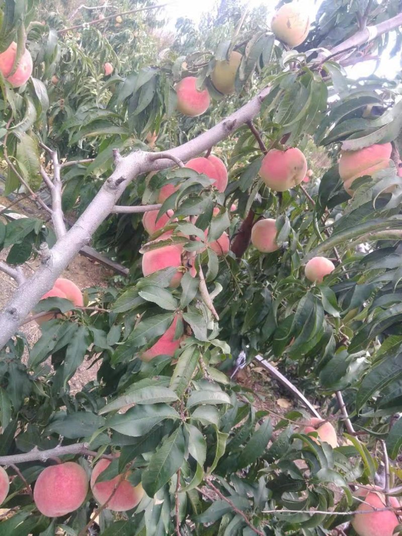 映霜红毛桃