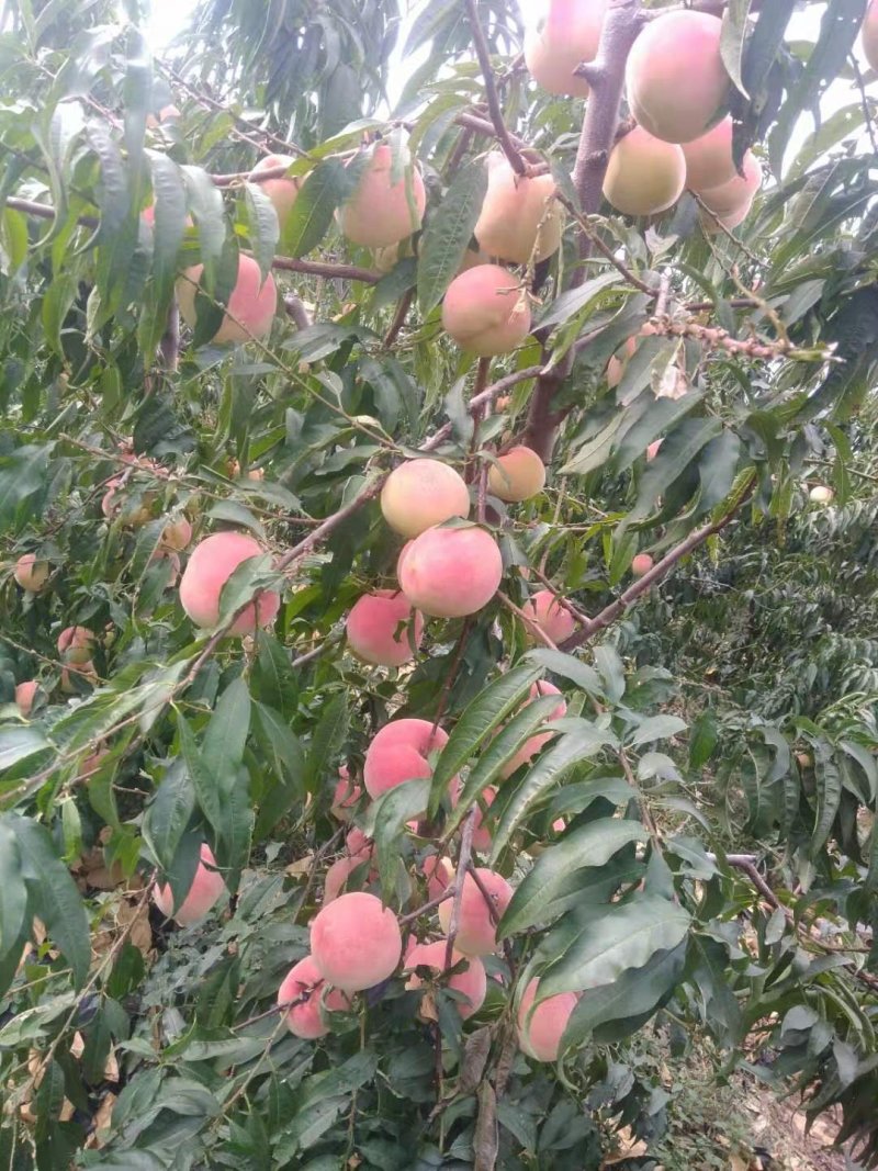 映霜红毛桃