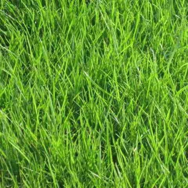 草坪草籽四季常青马尼拉狗牙根黑麦草草仔护坡草籽四季绿化