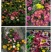 荷兰菊