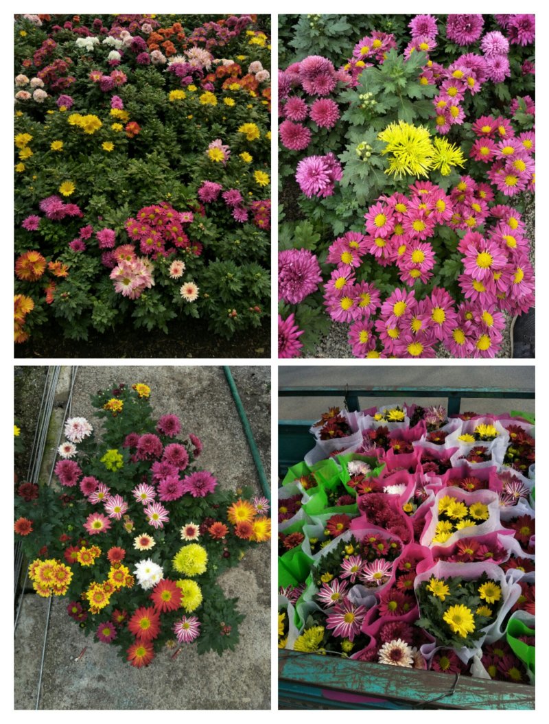 荷兰菊