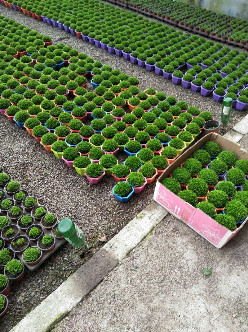 荷兰菊