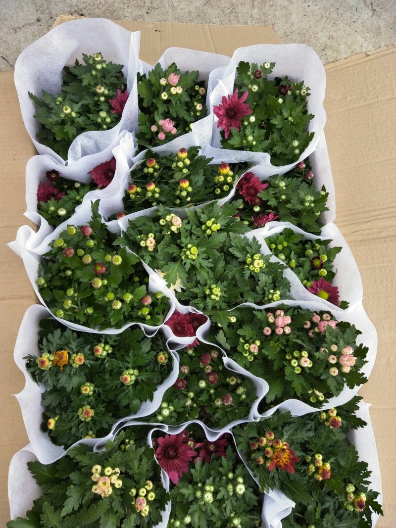 荷兰菊