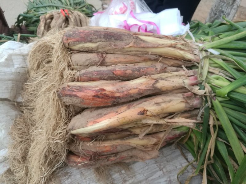 子洲张家也山地红葱