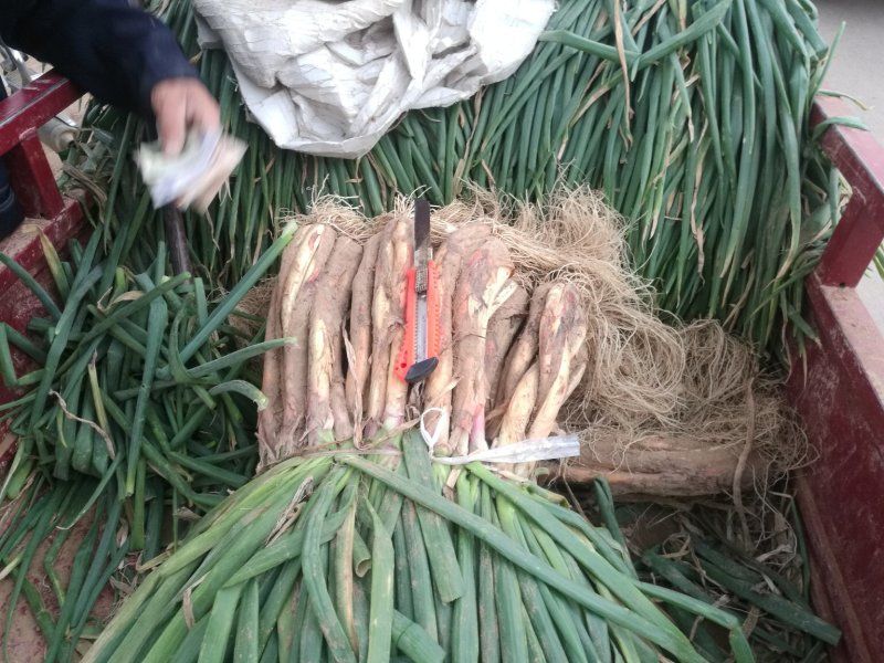 子洲张家也山地红葱