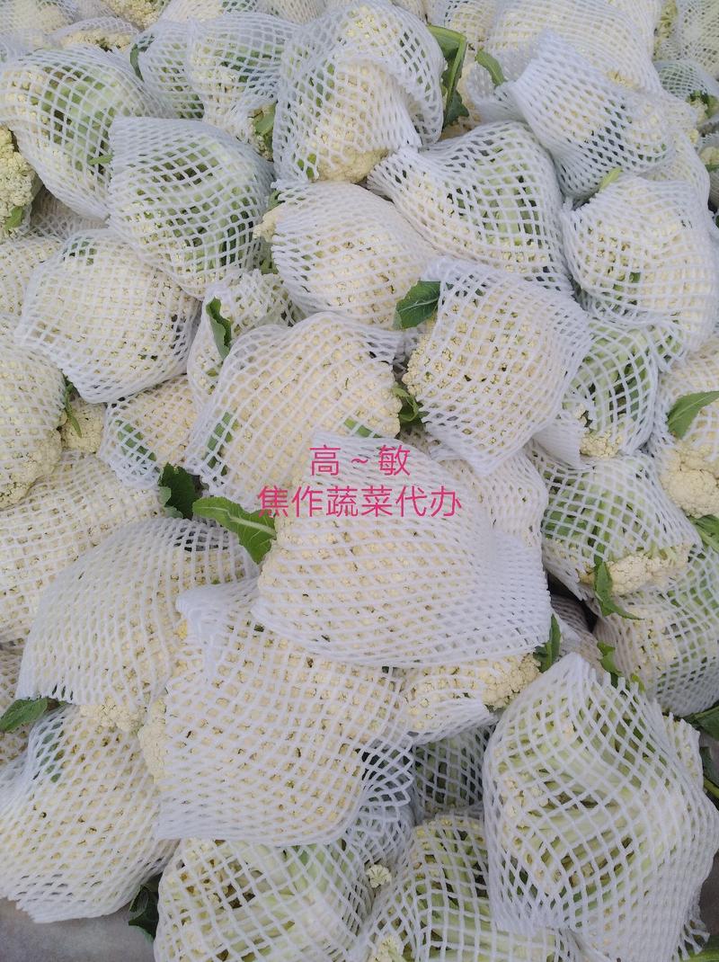 白面青梗小米粒有机松花菜2～3斤货源充足可视频看货