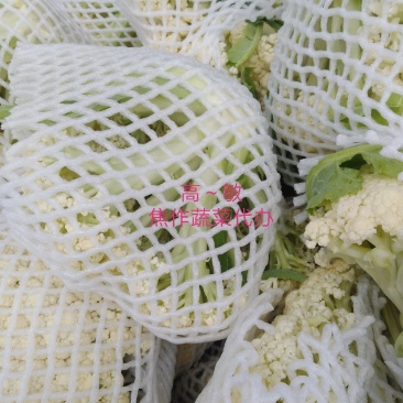 白面青梗小米粒有机松花菜2～3斤货源充足可视频看货