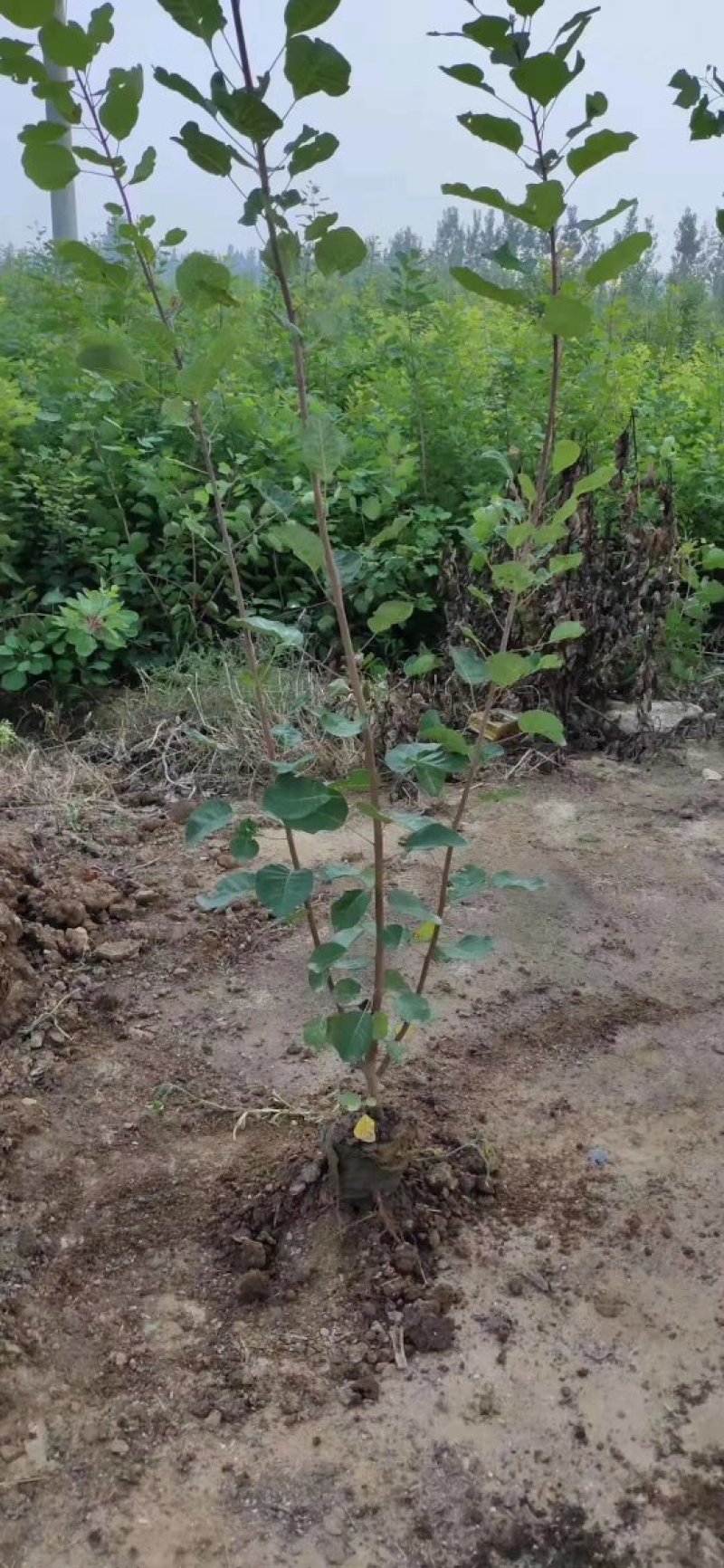 黄栌，基地大量出售黄栌苗，各种规格。现挖现卖。