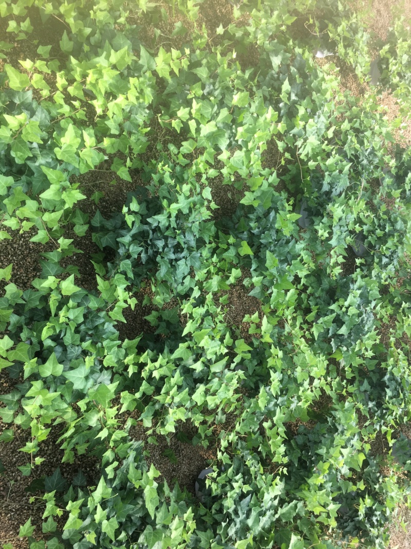 165杯常春藤青叶可欣园艺基地直发