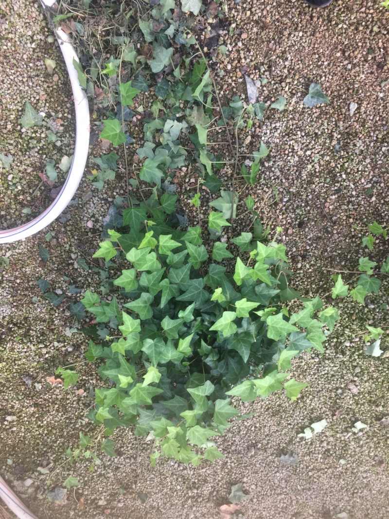 165杯常春藤青叶可欣园艺基地直发