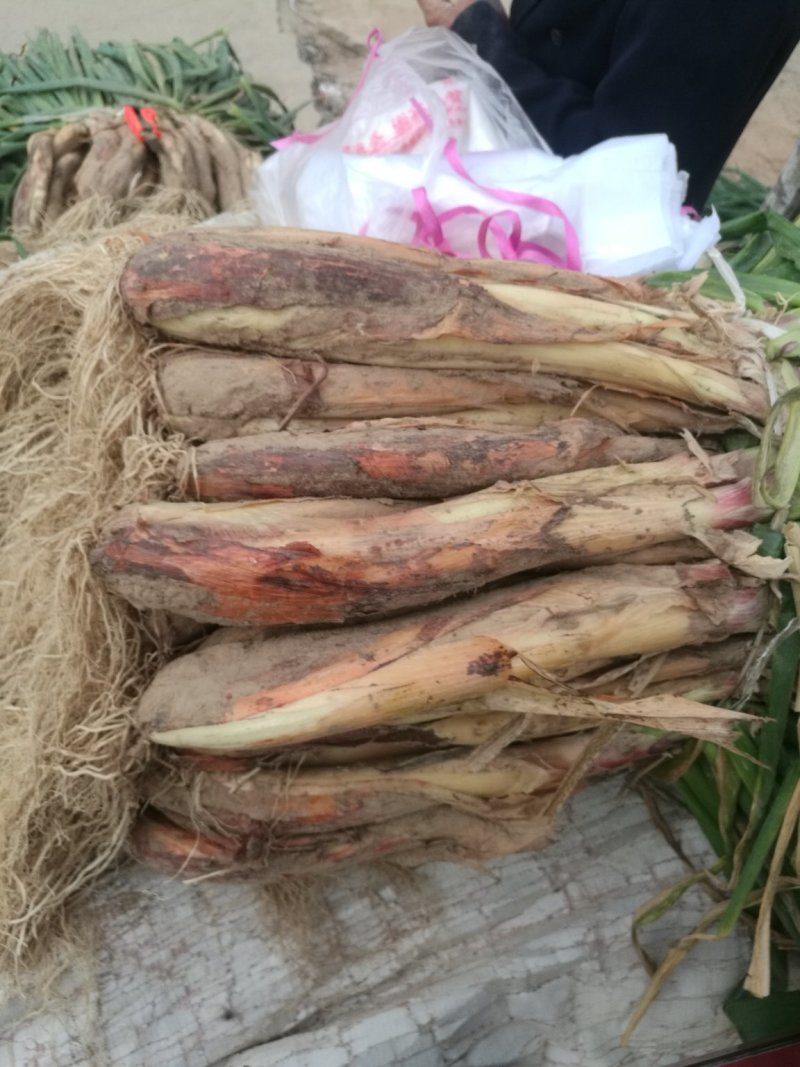 子洲山地红葱