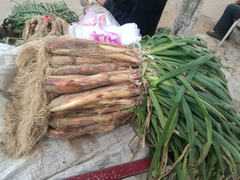子洲山地红葱