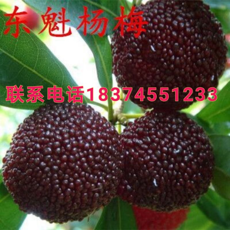 杨梅树苗出售