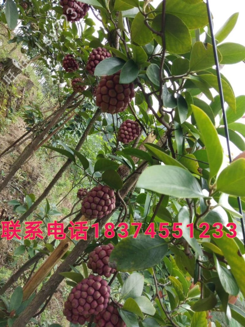 黑老虎小苗