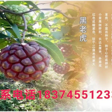 黑老虎小苗