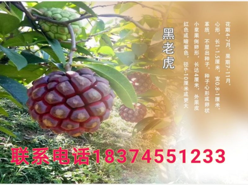 黑老虎小苗