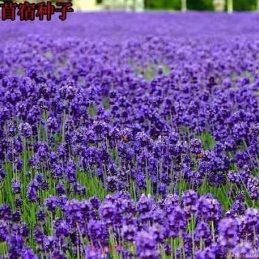 紫花苜蓿草种子多年生苜蓿种子四季高产苜蓿菜猪牛羊鸡鱼种子