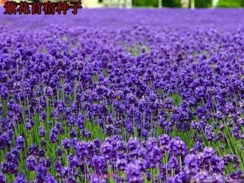 紫花苜蓿草种子多年生苜蓿种子四季高产苜蓿菜猪牛羊鸡鱼种子
