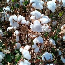新疆棉花《棉被》真真的新疆棉花