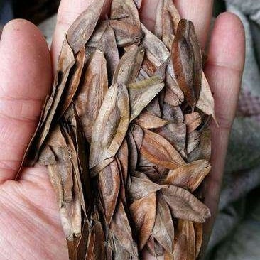 杜仲种子2019新产包发芽提供种植技术
