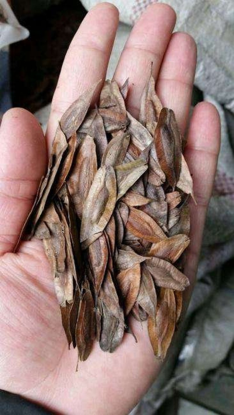 杜仲种子2019新产包发芽提供种植技术