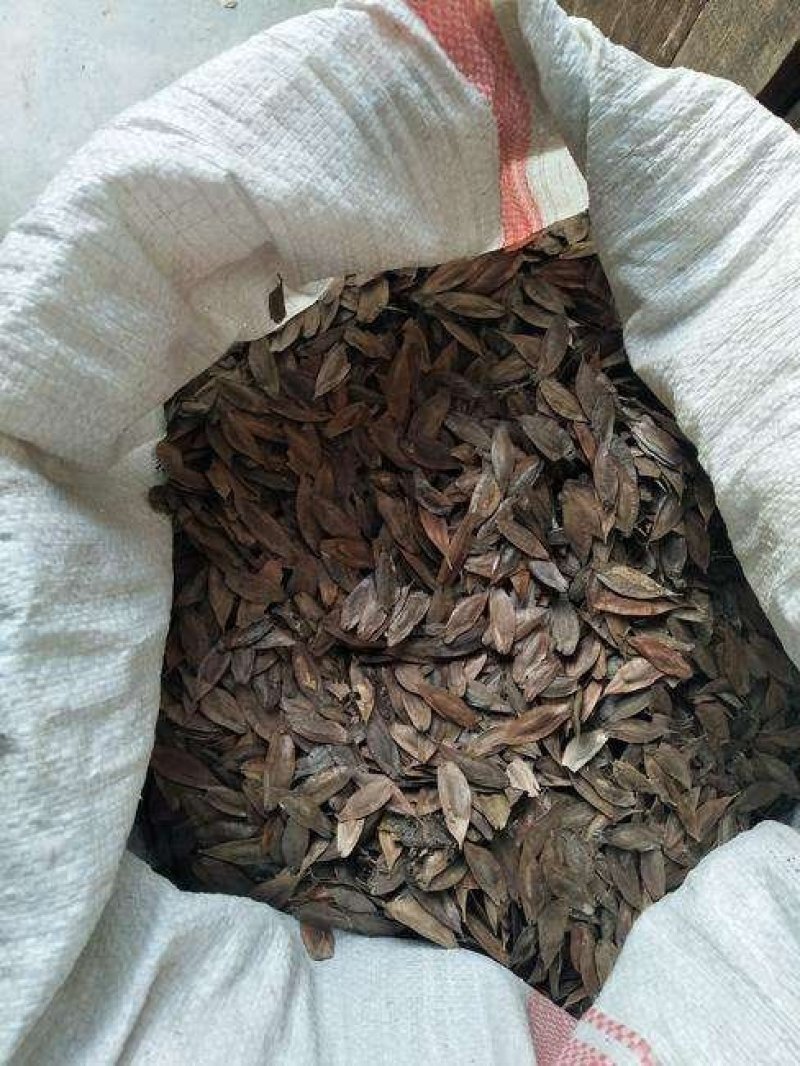 杜仲种子2019新产包发芽提供种植技术