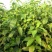 杜仲种子2019新产包发芽提供种植技术