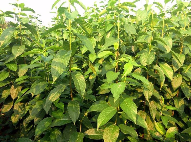 杜仲种子2019新产包发芽提供种植技术