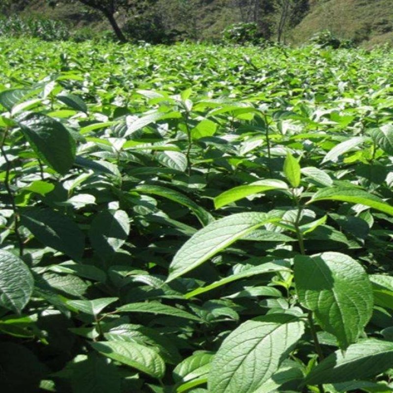 杜仲种子2019新产包发芽提供种植技术