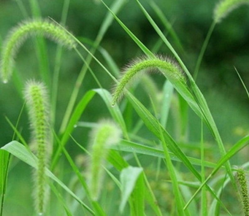 狗尾草种子旱地常见芮草沙漠牧草杂草观赏型护坡狗尾巴草种子