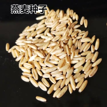 饲用燕麦种子养殖牧草种籽高产鱼饲料草籽绿肥牛羊草种籽冬天