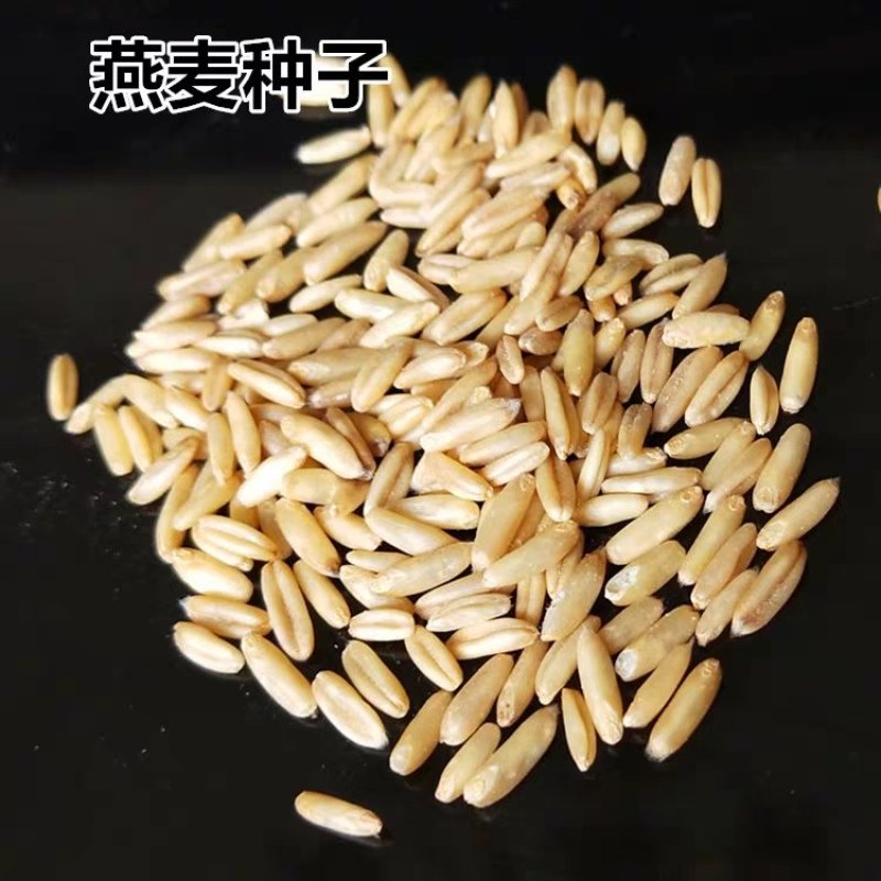 饲用燕麦种子养殖牧草种籽高产鱼饲料草籽绿肥牛羊草种籽冬天