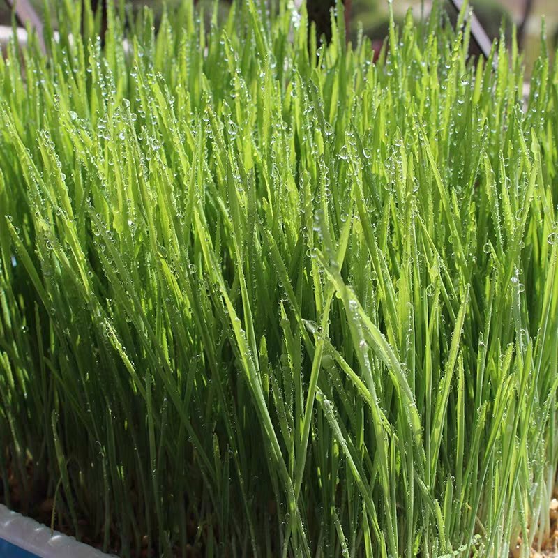 饲用燕麦种子养殖牧草种籽高产鱼饲料草籽绿肥牛羊草种籽冬天