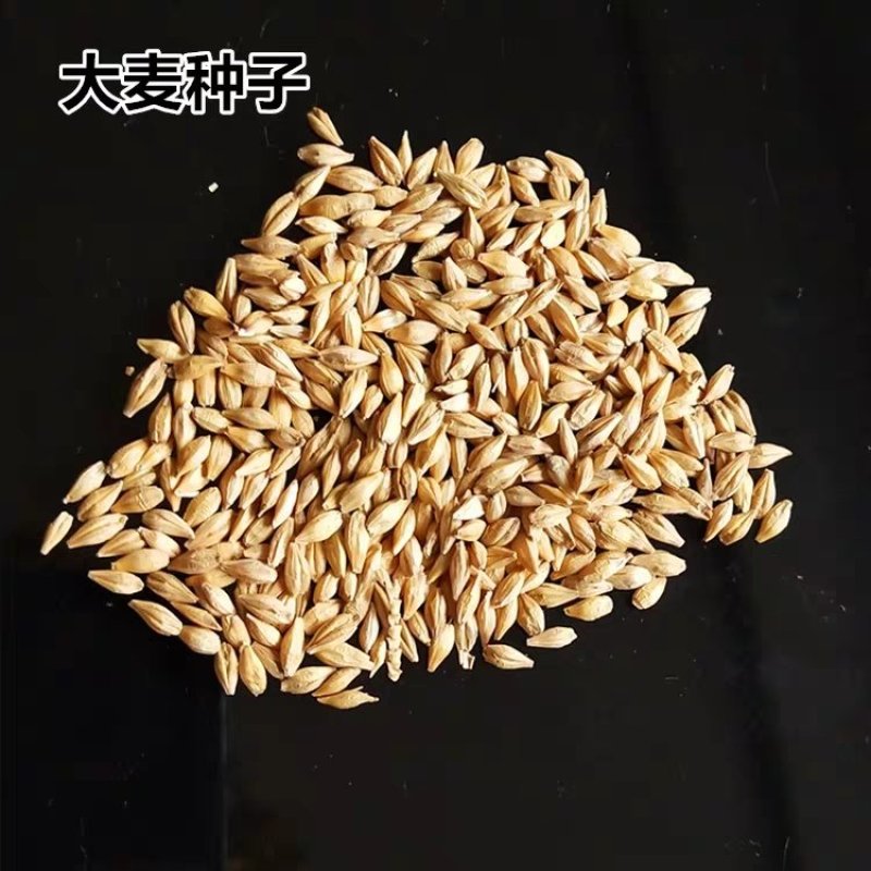 饲用燕麦种子养殖牧草种籽高产鱼饲料草籽绿肥牛羊草种籽冬天