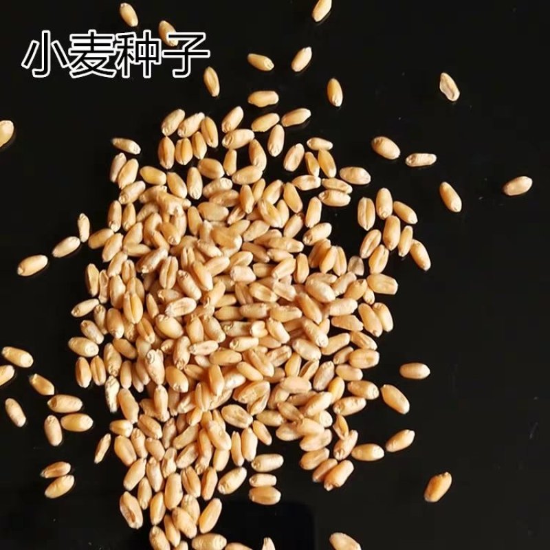 饲用燕麦种子养殖牧草种籽高产鱼饲料草籽绿肥牛羊草种籽冬天